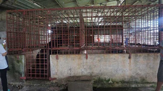 ours failli devenir fou passé 21 ans enfermé cage