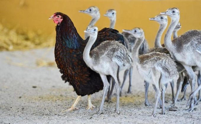 amour-maternel-des-poules