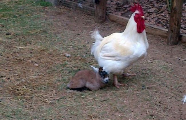 amour-maternel-des-poules