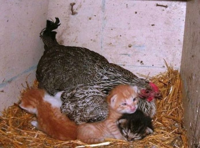 amour-maternel-des-poules