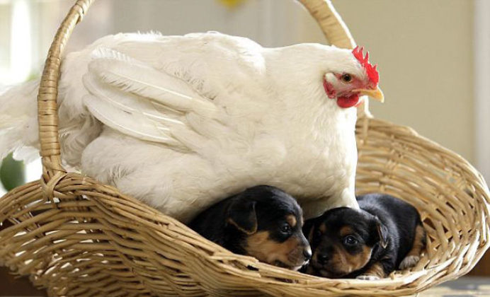 amour-maternel-des-poules
