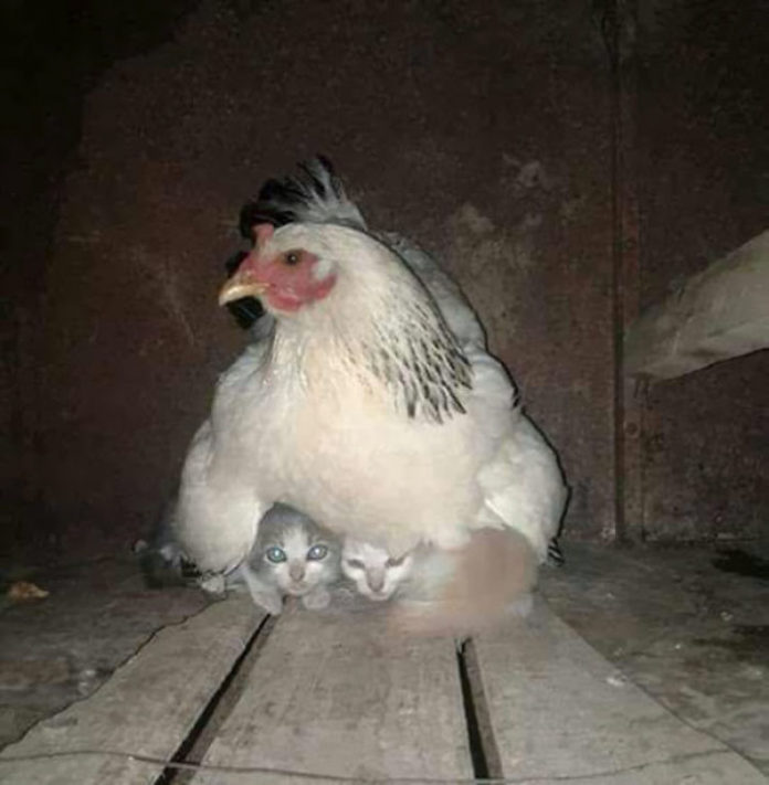 amour-maternel-des-poules