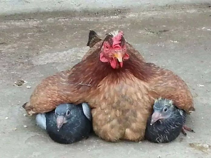 amour-maternel-des-poules
