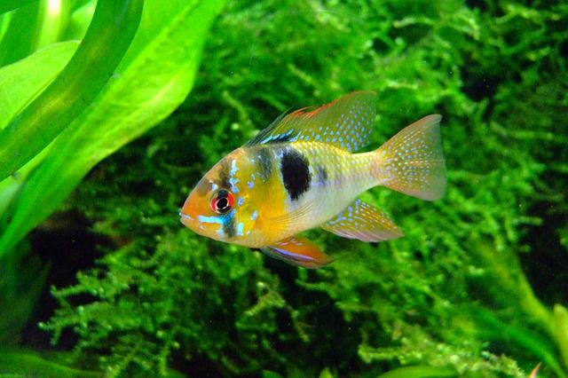 Poissons eau douce