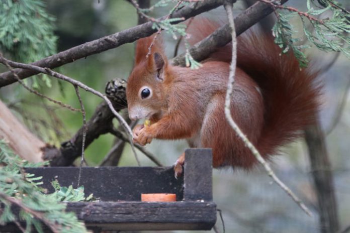 travailleurs-parc-faune-soins-animaux