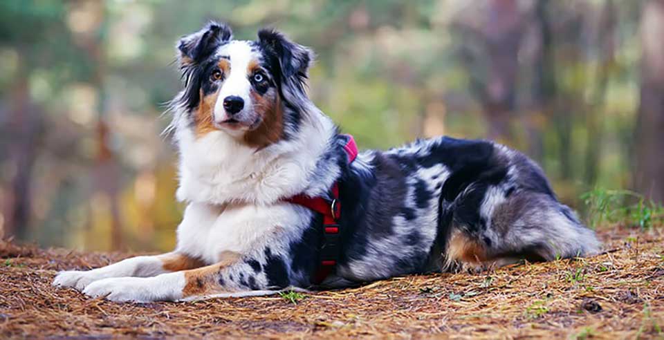 types chien berger