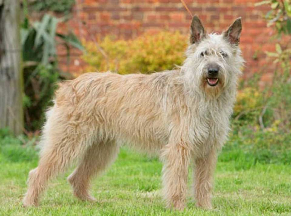 types chien berger