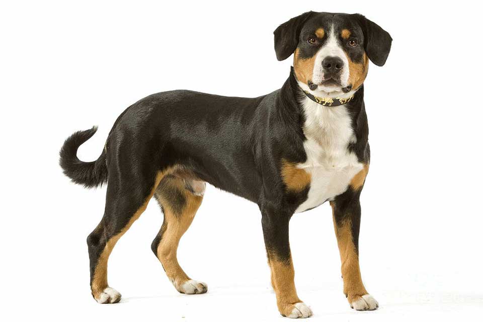 types chien berger