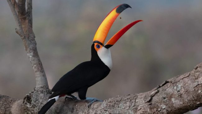 toucan toco