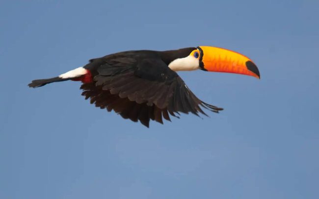 toucan toco