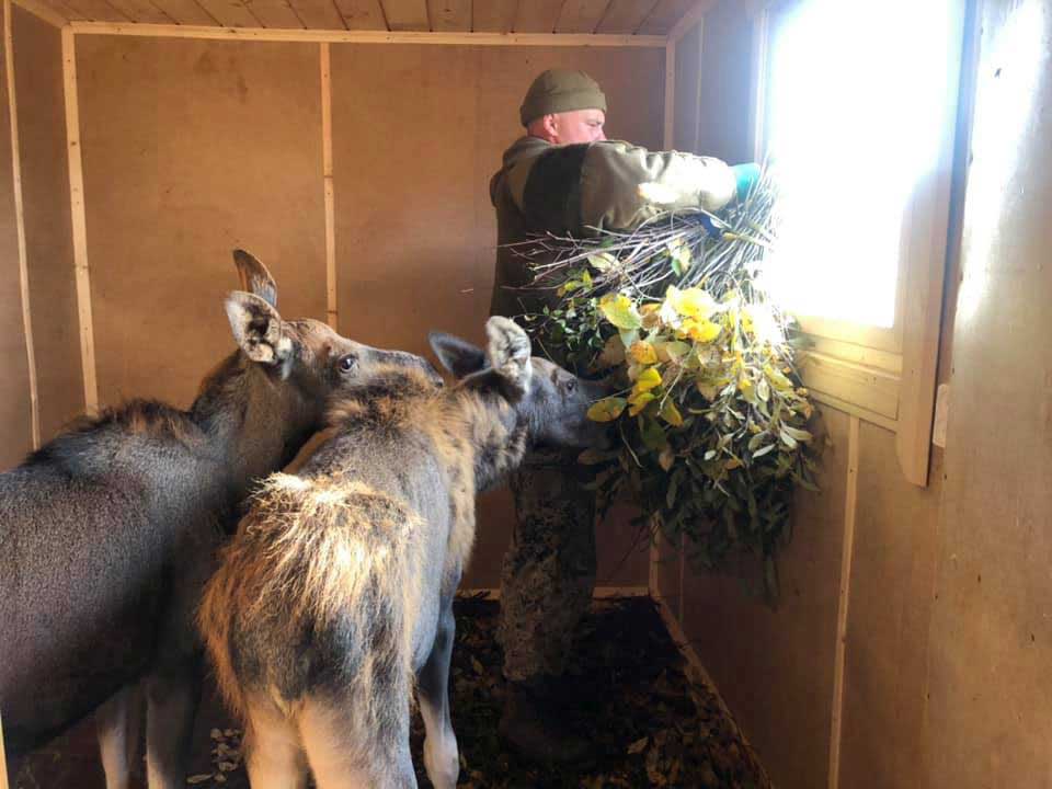 ancien soldat forces spéciales sauvegarde animaux