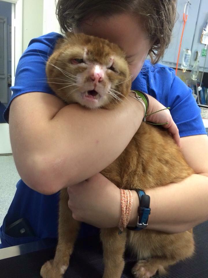 chat sauvé incendie s occupe autres animaux clinique vétérinaire