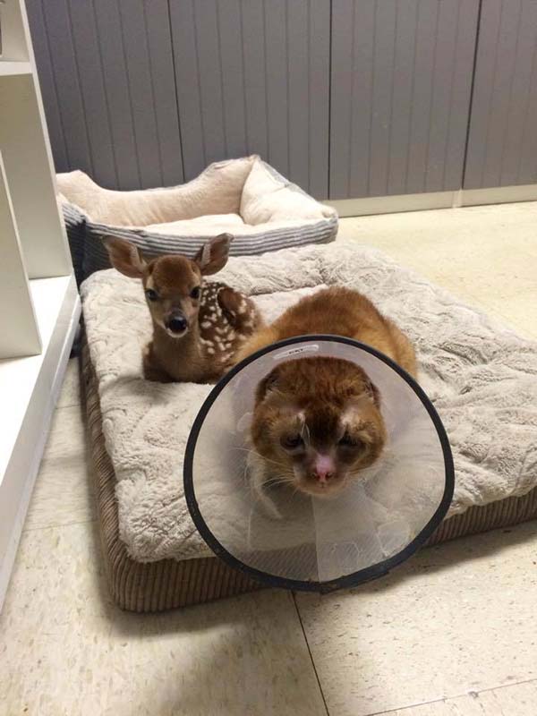 chat sauvé incendie s occupe autres animaux clinique vétérinaire