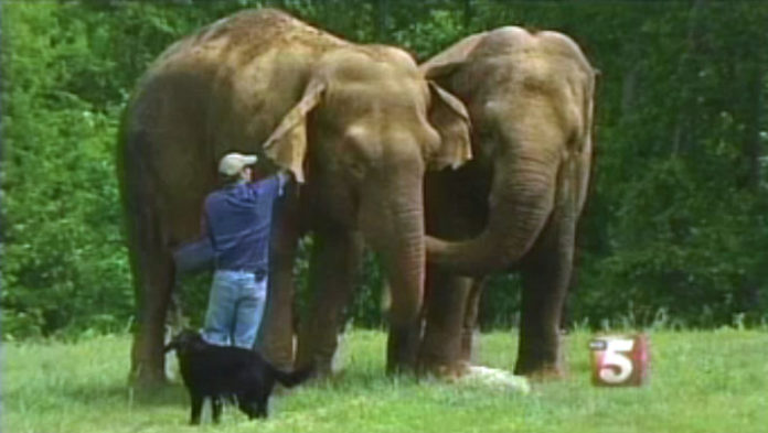 chien-tarra-et-bella-elephant-amis