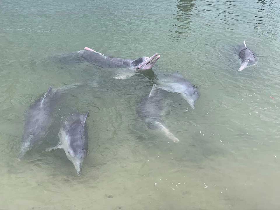 dauphin apporte cadeaux fond mer échange nourriture