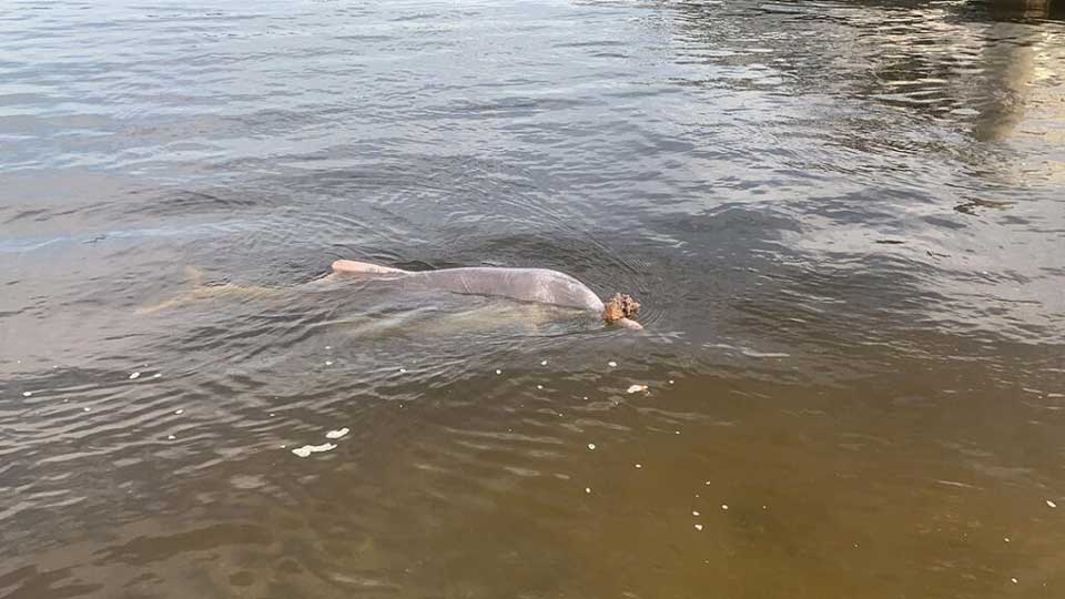 dauphin apporte cadeaux fond mer échange nourriture
