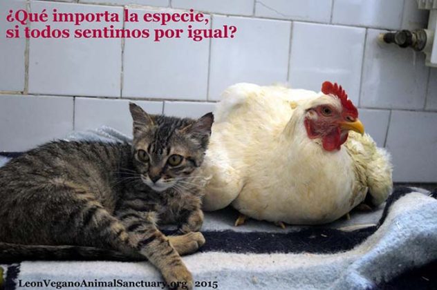 chat-malade-aime-etre-infirmiere-animaux