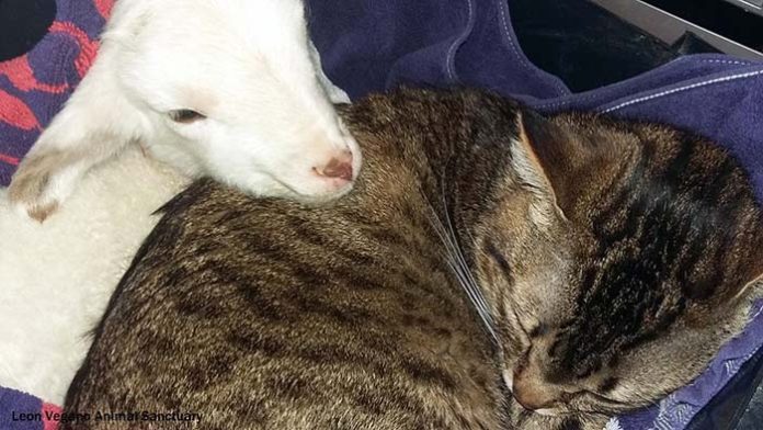 chat-malade-aime-etre-infirmiere-animaux