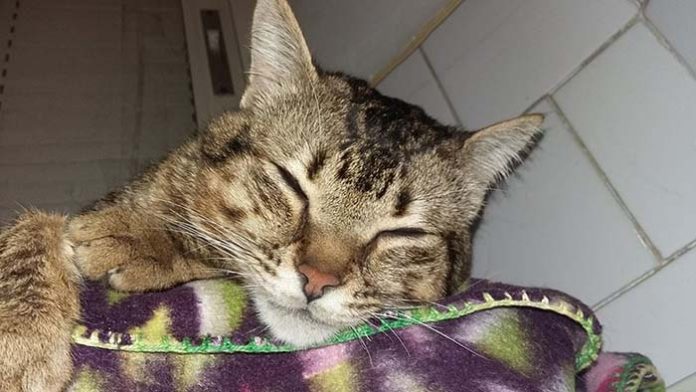 chat-malade-aime-etre-infirmiere-animaux