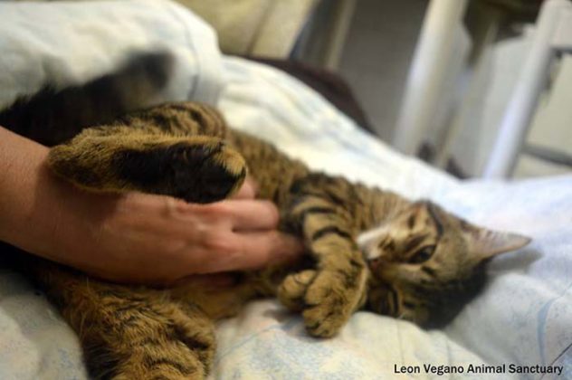 chat-malade-aime-etre-infirmiere-animaux