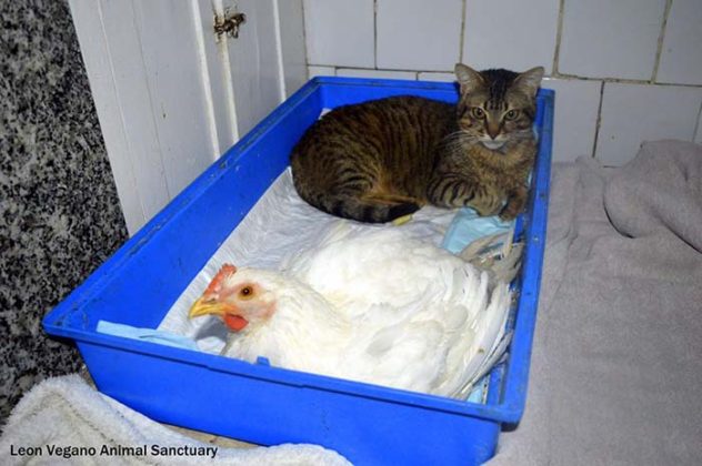 chat-malade-aime-etre-infirmiere-animaux