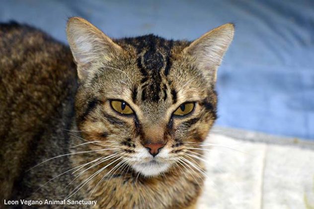 chat-malade-aime-etre-infirmiere-animaux
