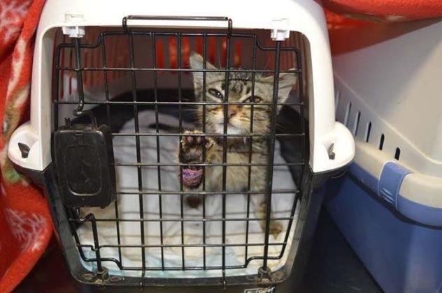 chat-malade-aime-etre-infirmiere-animaux