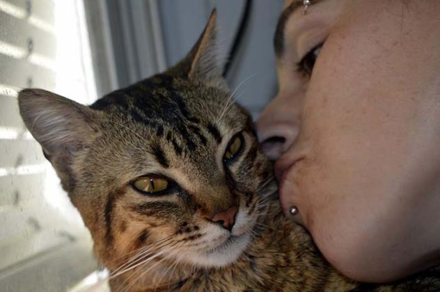 chat-malade-aime-etre-infirmiere-animaux