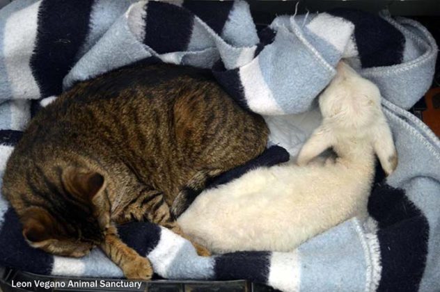 chat-malade-aime-etre-infirmiere-animaux