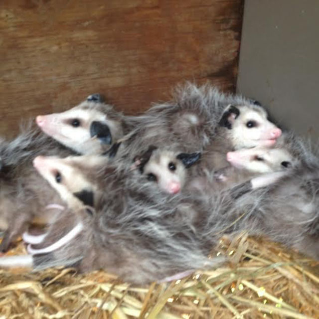 possum-blesse-obtenir-laide