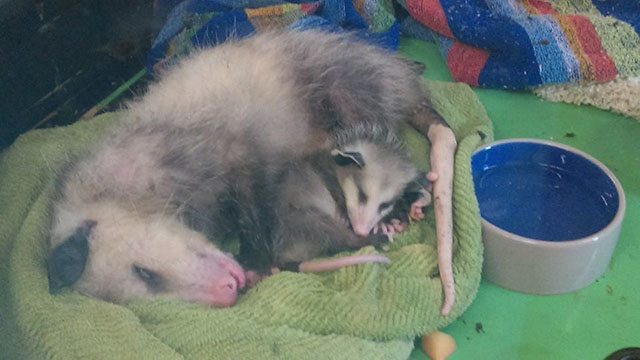 possum-blesse-obtenir-laide