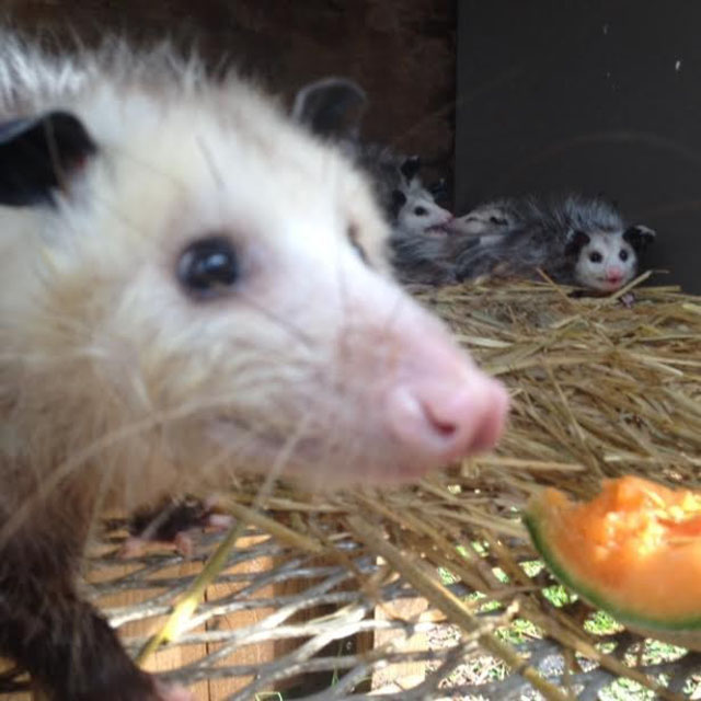 possum-blesse-obtenir-laide