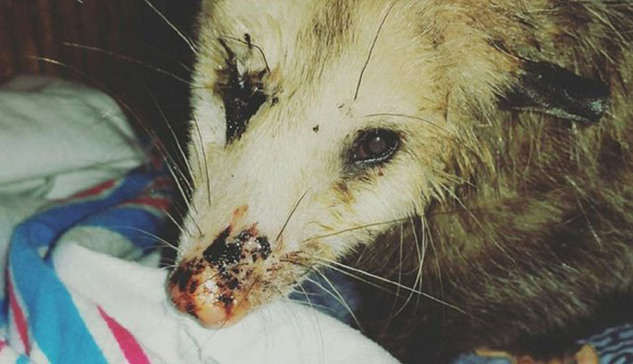 possum-enceinte-calins-sauveur