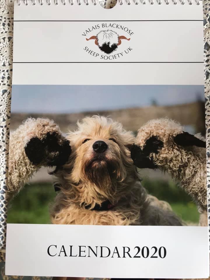 valais-nez-noir-mignon-mouton