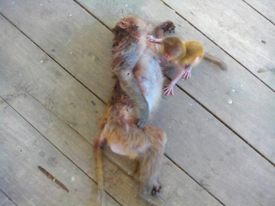 bebe singe reste pas loin mere tue humains