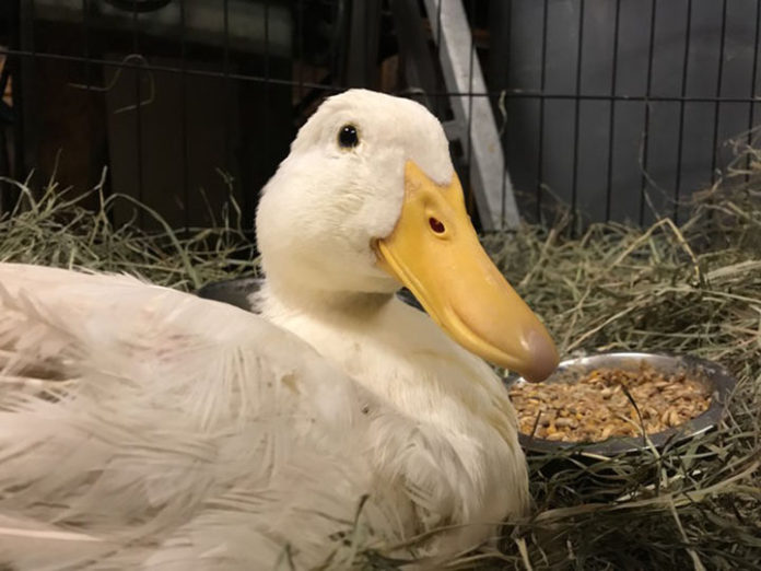 canard sauvé câlins femme