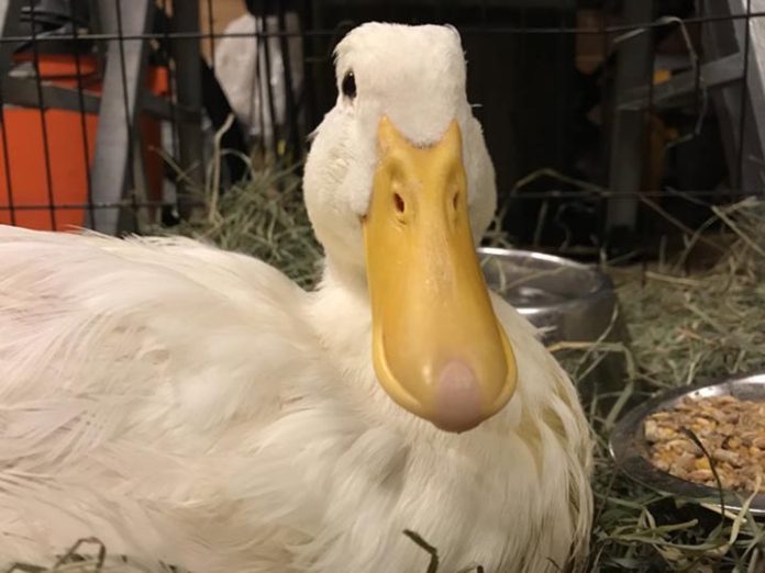 canard sauvé câlins femme