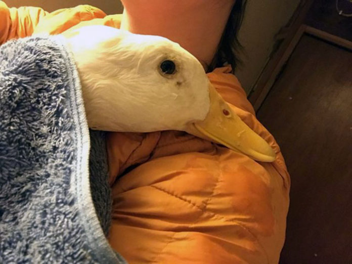 canard sauvé câlins femme