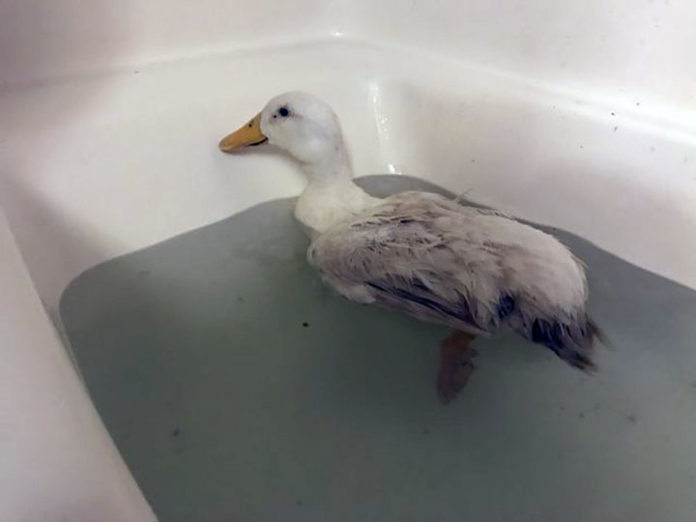 canard sauvé câlins femme
