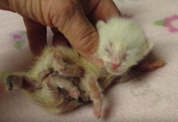 chat-ne-jambes-deformees