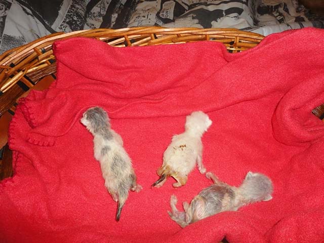 chat-ne-jambes-deformees