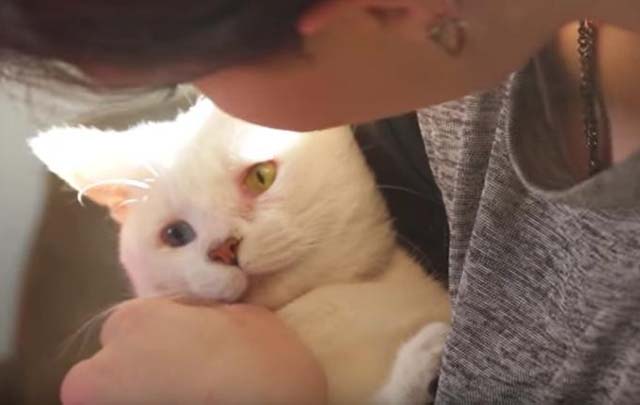 chat-ne-jambes-deformees