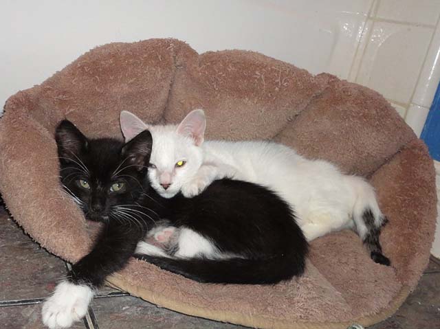 chat-ne-jambes-deformees