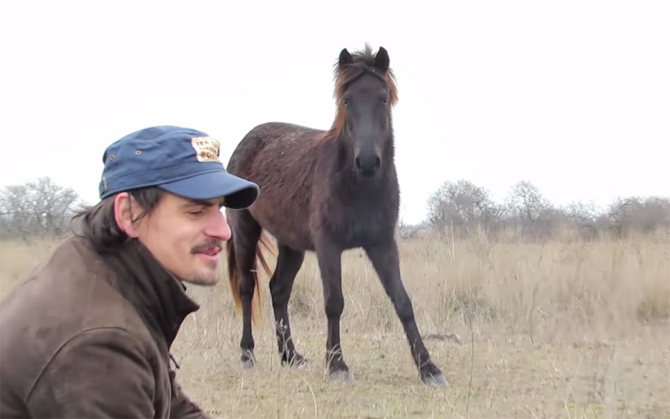 cheval-sauvage-enchaine-remerci-sauveur