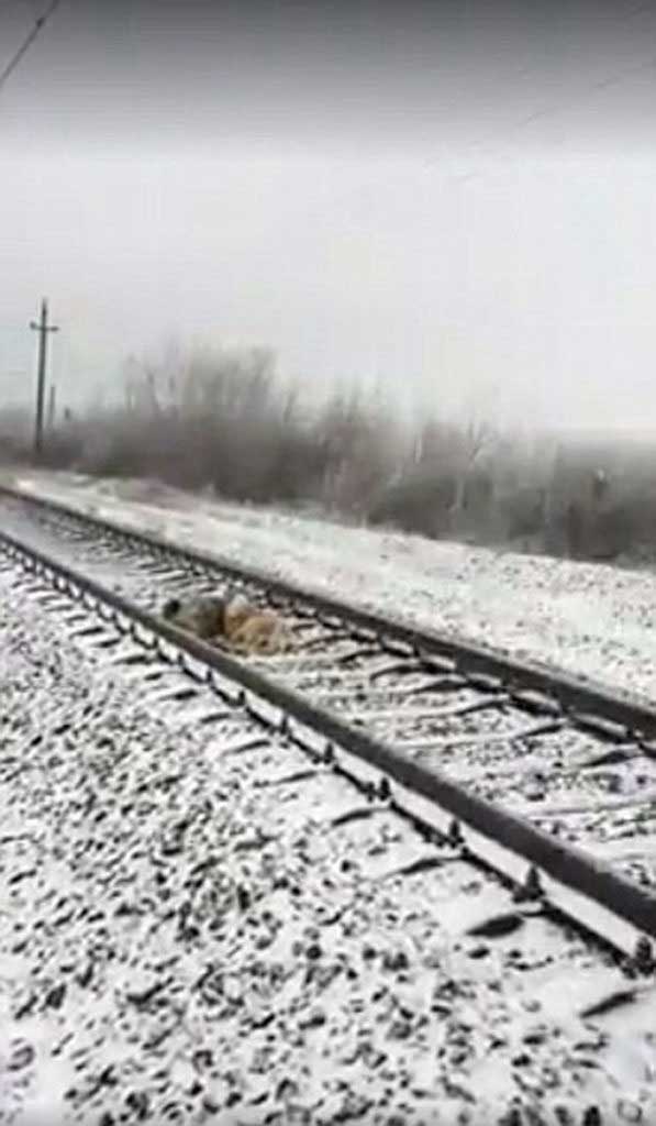 chien a sauvé son partenaire train