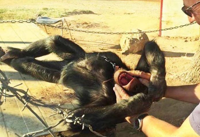 chimpanze-enchaine-calins-homme
