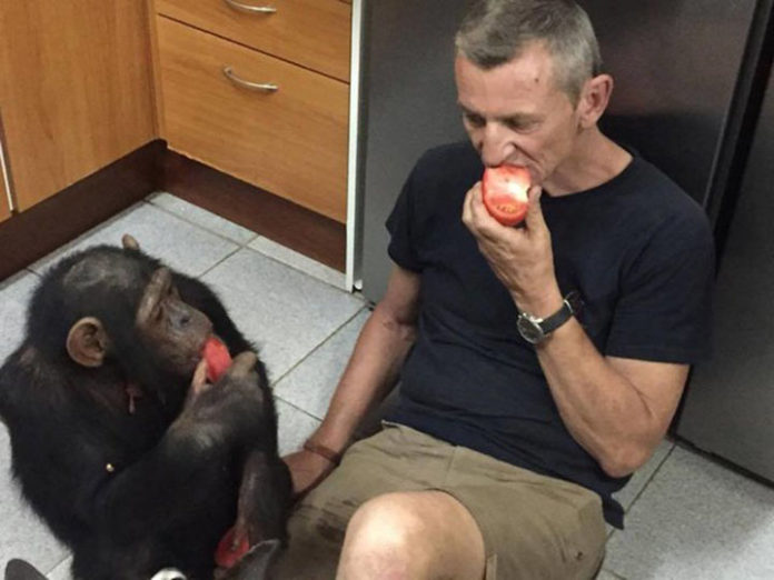chimpanze-enchaine-calins-homme