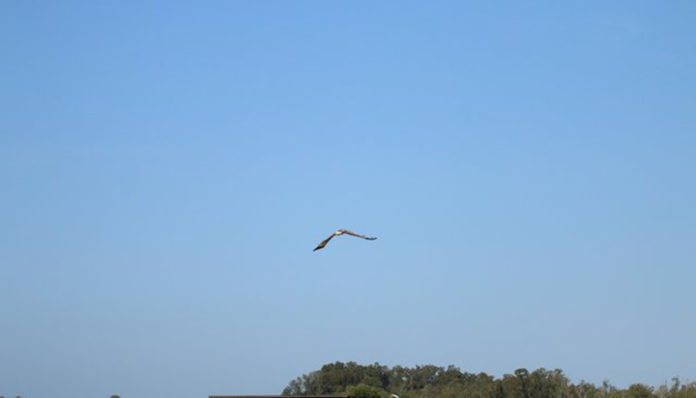 femme-construit-aigle-nouvelle-aile