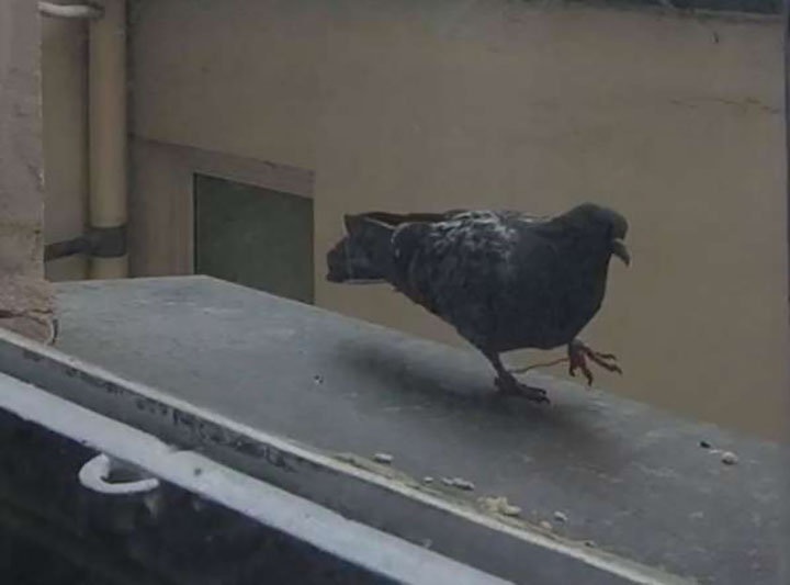 homme-passe-semaines-gagne-confiance-pigeon