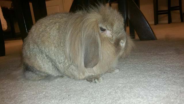 lapin-deprime-retourne-refuge